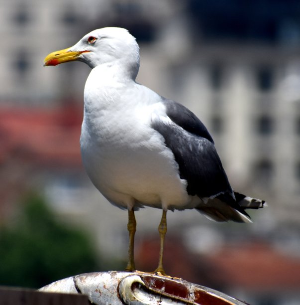 海鸥站在海边的一根杆子上图片下载