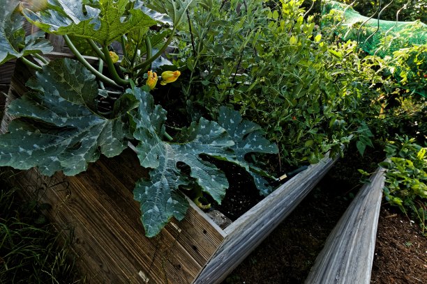 城市花园中种植蔬菜的高床图片下载