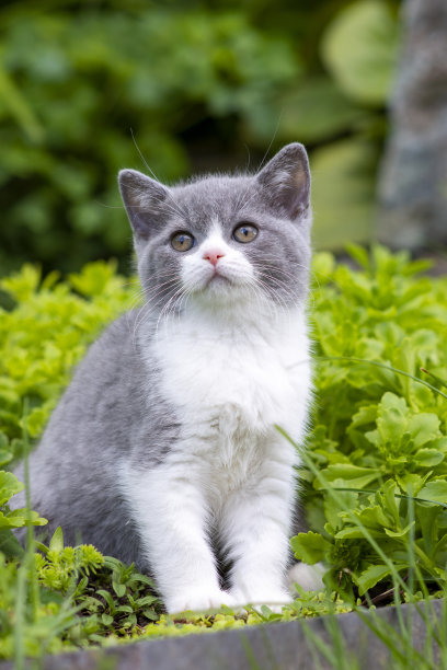 英国短毛小猫坐在花园里的草丛中，向一边看。素材图片