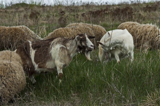 普拉纳山的羊群和山羊图片下载