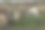 普拉纳山的羊群和山羊图片下载