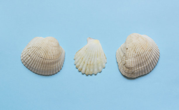 浅蓝色背景上的各种贝壳。图片下载