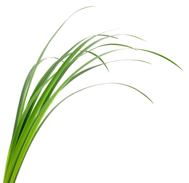 绿草的叶子图片下载