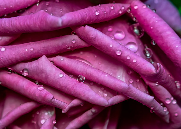 玫瑰花瓣与水滴的特写照片图片下载