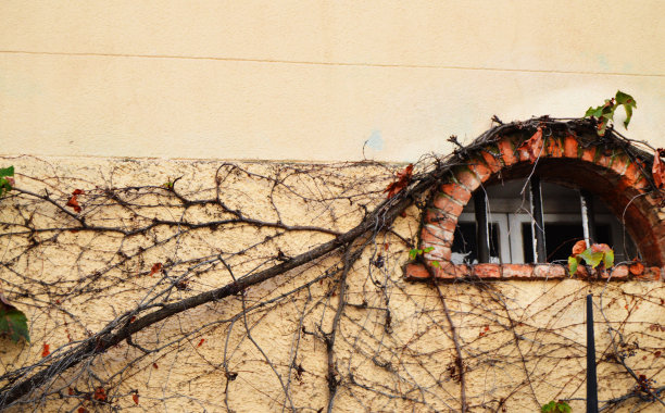 旧建筑墙上的半圆形窗户，爬满了枯萎的植物，自由的空间为文字，法式风格图片下载