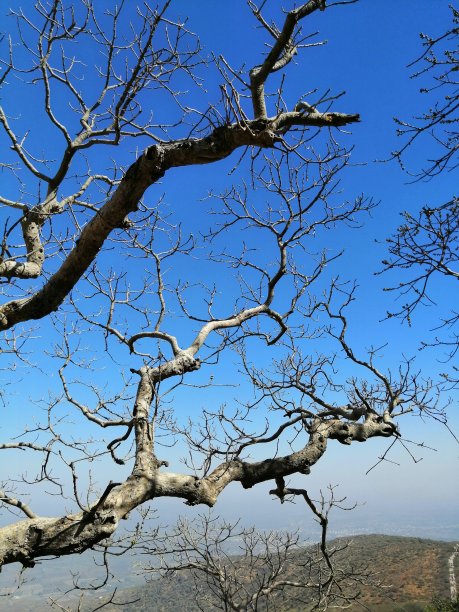 树的分支图片下载