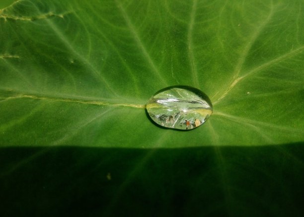 从黑暗中升起图片下载