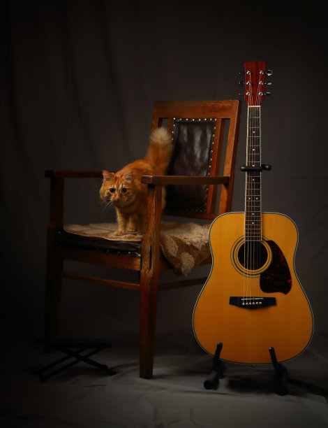 音乐家去找猫和吉他了图片下载