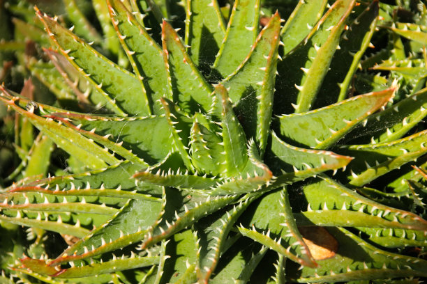 多刺仙人掌特写图片下载