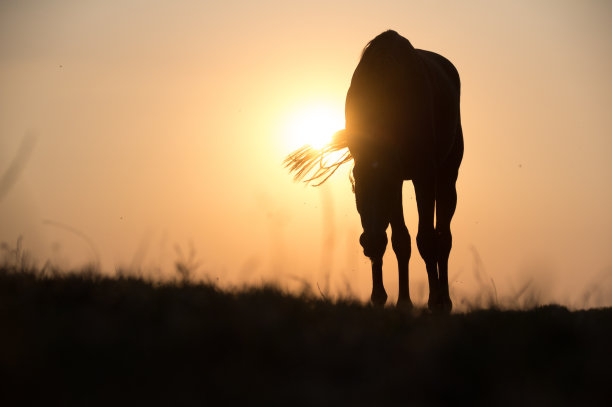 乡村日落与放牧的马图片下载