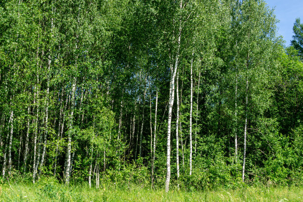 夏天的风景有很多桦树和阳光。俄罗斯天然桦树林。快乐的阳光灿烂的日子。任何主题的优雅背景图片下载