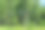 夏天的风景有很多桦树和阳光。俄罗斯天然桦树林。快乐的阳光灿烂的日子。任何主题的优雅背景图片下载