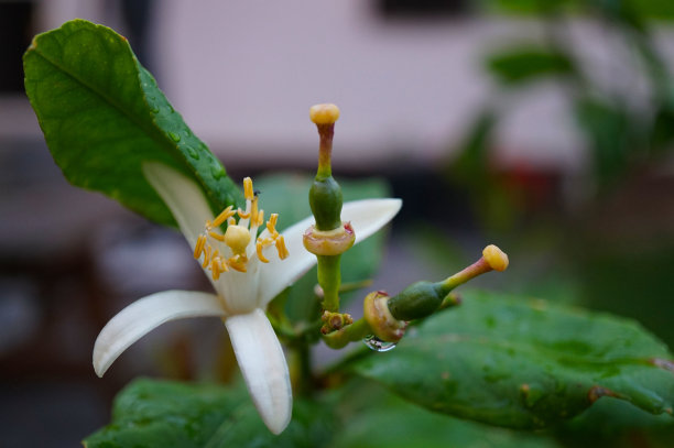 开花的柠檬花花在柠檬树上与开始柠檬图片下载