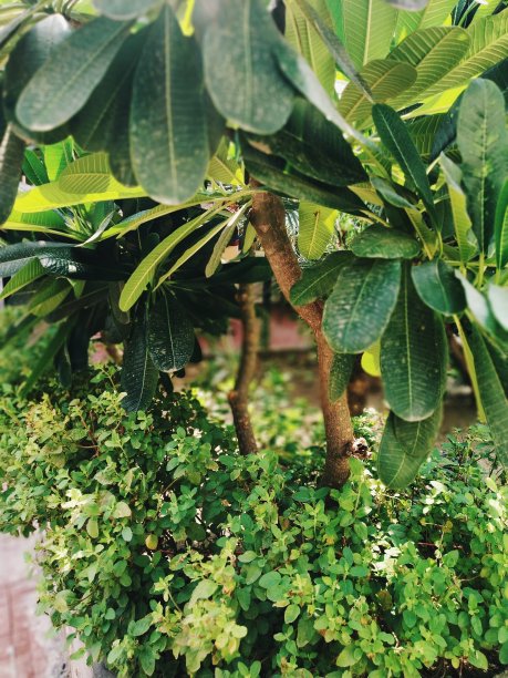 绿色植物图片下载