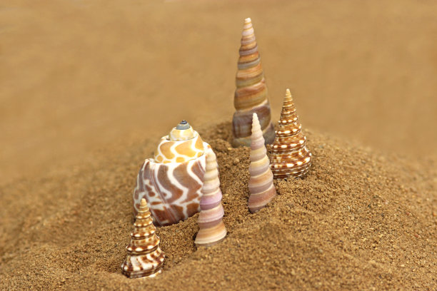 美丽的贝壳排列在沙滩上图片下载