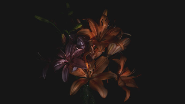 深色背景上的黄色花朵图片下载