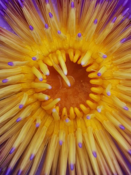 荷花的特写。图片下载