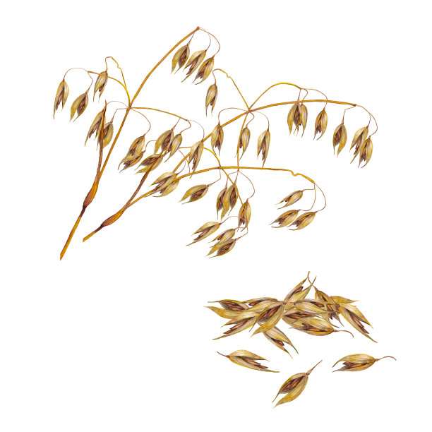 燕麦的写实元素。图片下载