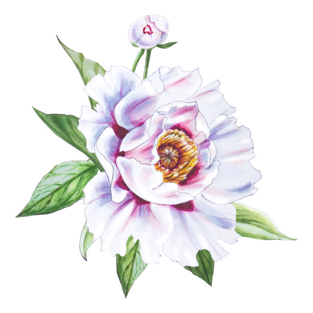 美丽的白牡丹。束鲜花。印花。标记图。水彩画。图片下载