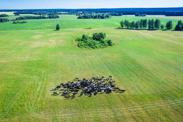 鸟瞰牧场上的牛群。图片下载