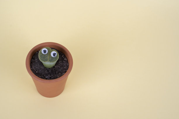 生石竹是一种多肉植物，在黄色的背景上，看起来很滑稽图片下载