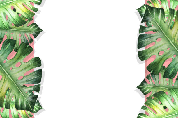 美丽的热带树叶框架。蓬莱蕉,手掌。水彩画。图片下载