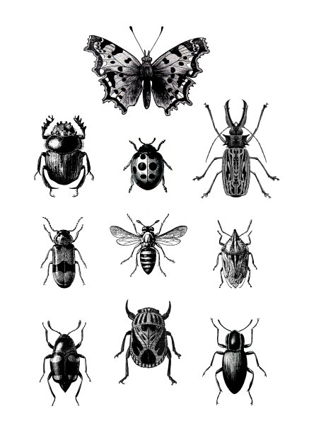 昆虫收藏古董法国自然史插图图片下载