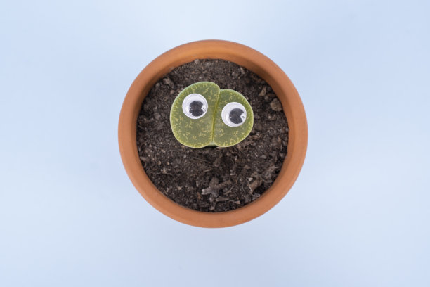 生石竹是一种多肉植物，在蓝色背景的花盆里看起来很滑稽图片下载