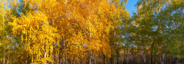 秋季全景森林背景-桦树与明亮的金色，黄色的叶子图片下载