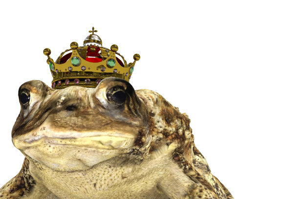 王冠孤立在白色上的蟾蜍图片下载