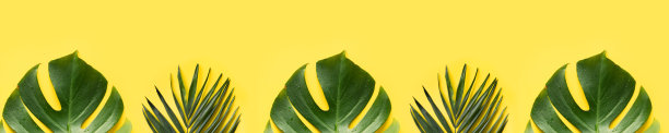 旗帜的棕榈叶和怪物在黄色。俯视图，平放。图片下载