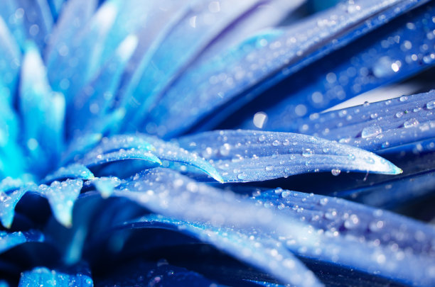 水滴在叶子上。蓝色的照片。——图片图片下载