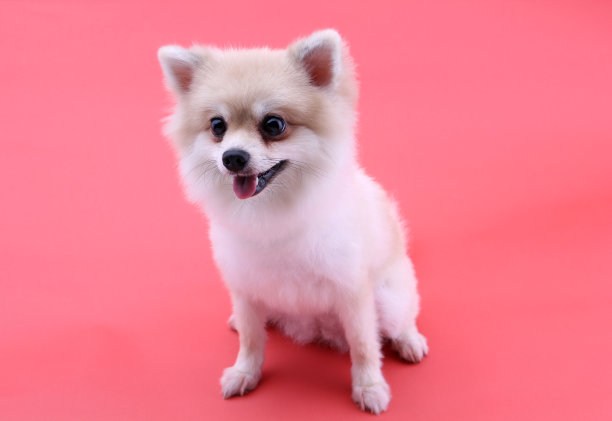 红色背景上的白色博美犬图片下载