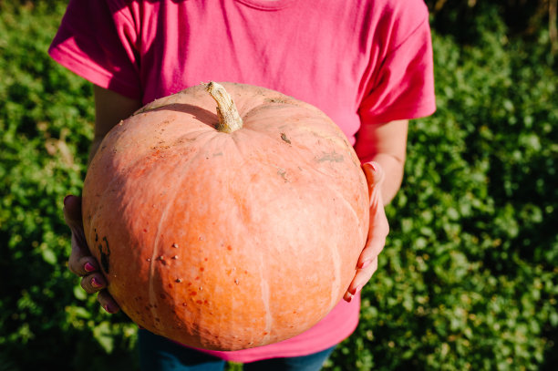 一个女人在她的手中拿着一个南瓜在背景田野，挑选在夕阳下的一个农场。秋天的收获。菜园。日益增长的南瓜。庆祝感恩节快乐。图片下载