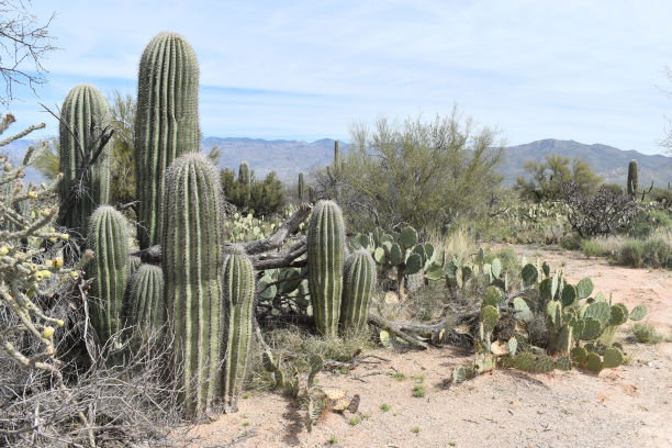仙人掌集群图片下载