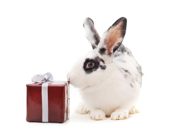 一只带礼物的小白兔。图片下载
