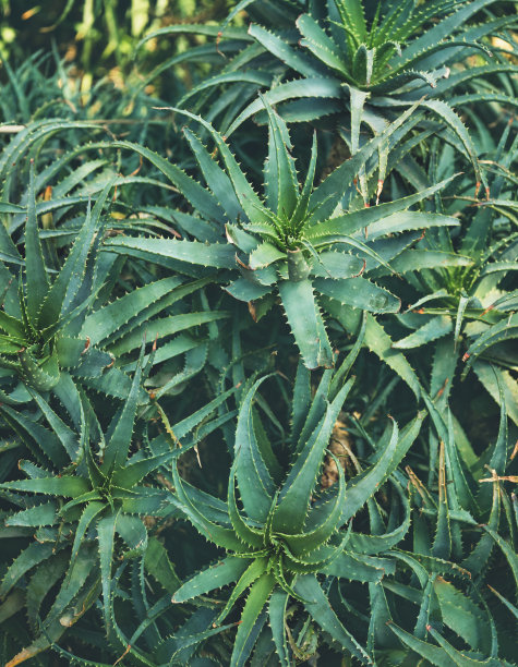 户外芦荟植物图片下载