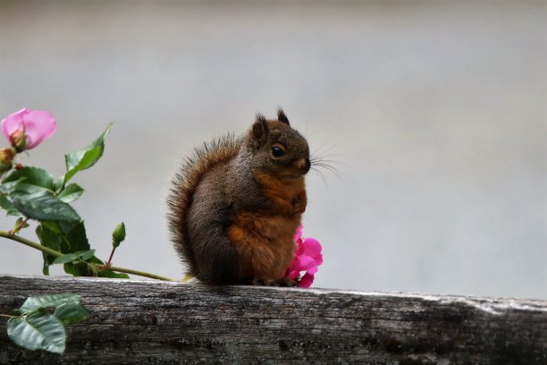 一只松鼠坐在旁边开满鲜花的篱笆上图片下载