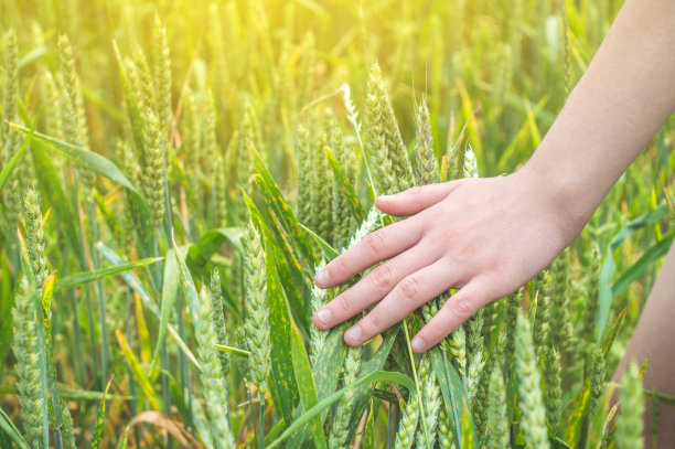 初夏，农民的手抚摸着成熟的麦穗。爱护环境图片下载