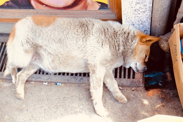 印度流浪狗图片下载