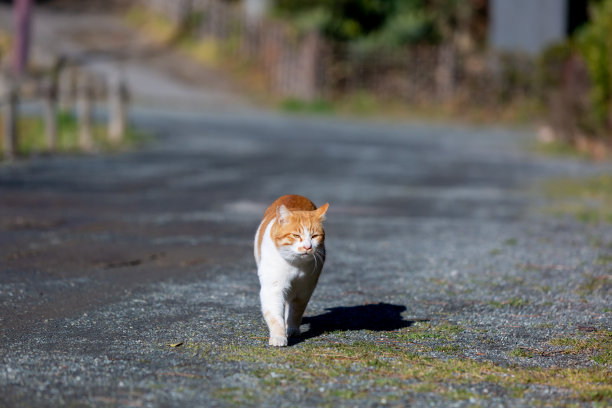 走猫图片下载