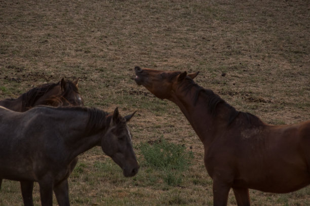 乡村日落场景与flehmen马图片下载
