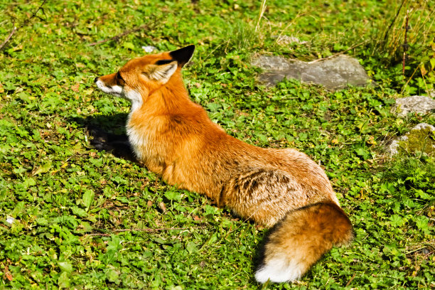 这是一只躺着的红狐的全身照片图片下载