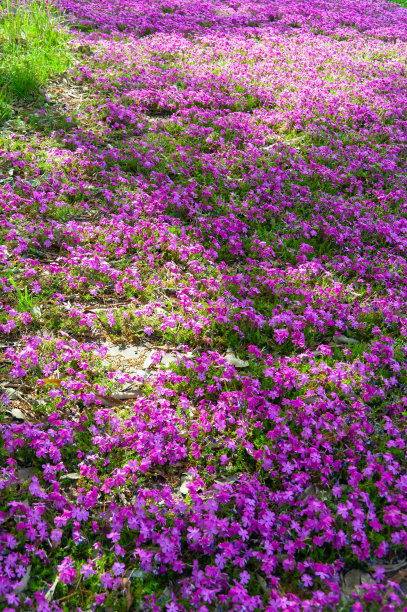 苔藓夹竹桃像地毯一样盛开图片下载