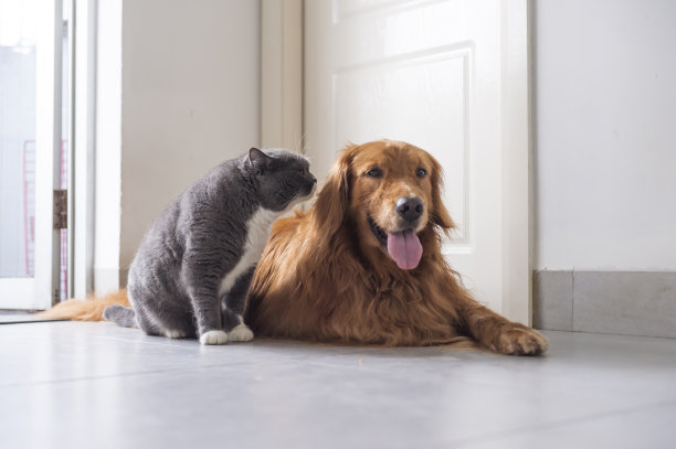 友好的英国短毛和金毛猎犬图片下载