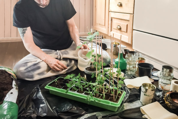 年轻男子在厨房的容器和再生花盆中种植和浇灌绿色豌豆植物，准备种植自给自足的夏季菜园图片下载