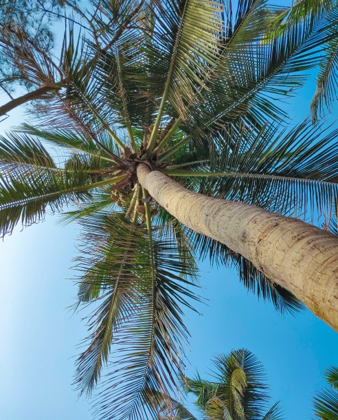 棕榈树图片下载