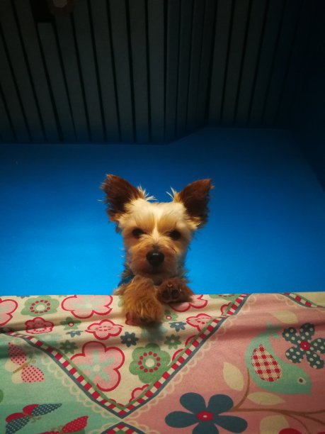 金丝雀看图片下载