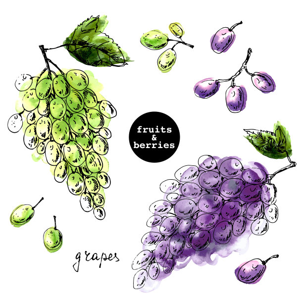 手绘白葡萄、黑葡萄水彩水墨画图片下载