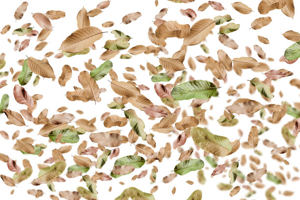 秋天的落叶，孤立在白色的背景上。图片下载